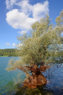 Hennesee, willow (Salix) in the lake, blue cloudy sky, Hennetalsperre, Naturpark