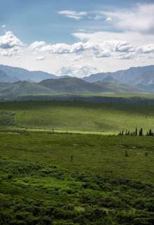 Tundra and glaciated peak of Denali or Mount McKinley, mountainous landscape, Denali National Park,