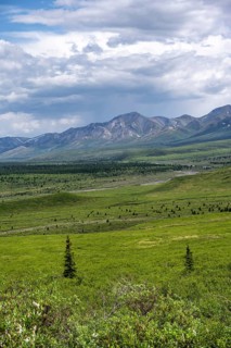 Tundra and mountain landscape with dramatic cloudy sky, Denali National Park, Alaska, USA
