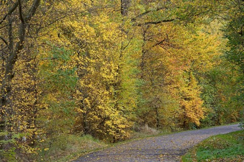 Riverside trail leads through the autumn forest at Möhnesee, Möhnetalsperre, North