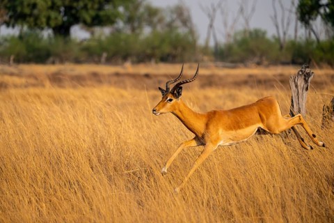 Impala (Aepyceros melampus) male jumping, running, on the run, Xakanaxa, Okavango Delta, Moremi
