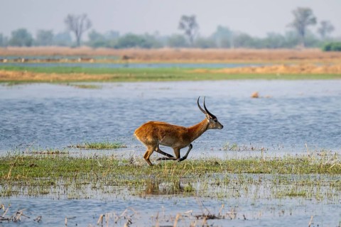 Letschwe or lychee moor antelope (Kobus leche), adult male, Xakanaxa, Okavango Delta, Moremi Game