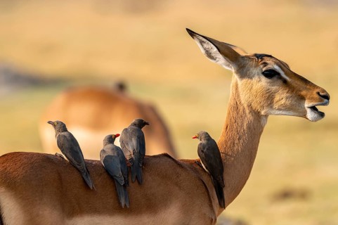 Impala (Aepyceros melampus) and red-billed oxpecker (Buphagus africanus), Xakanaxa, Okavango Delta,