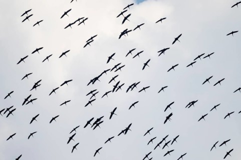 Pink pelican (Pelecanus onocrotalus), flock of birds circling in the sky, birds in flight, Namibia