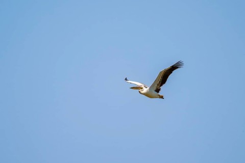 Pink pelican (Pelecanus onocrotalus) in flight, on the Kavango River, Namibia