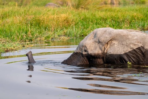African elephant (Loxodonta africana) swimming in the swamp, Xakanaxa Lagoon, Okavango Delta,