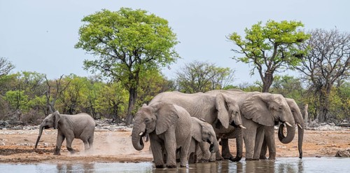Herd of animals, animal family with young, African elephant (Loxodonta africana) drinking at a
