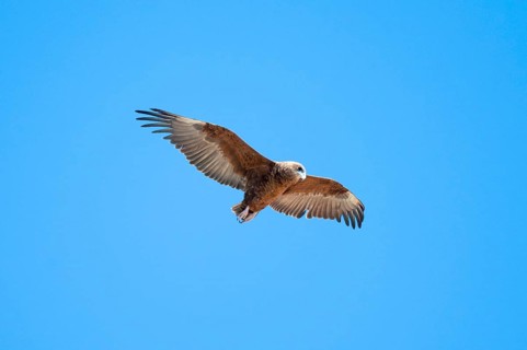 Savannah eagle or eagle of prey (Aquila rapax), bird of prey flying, Etosha National Park, Namibia