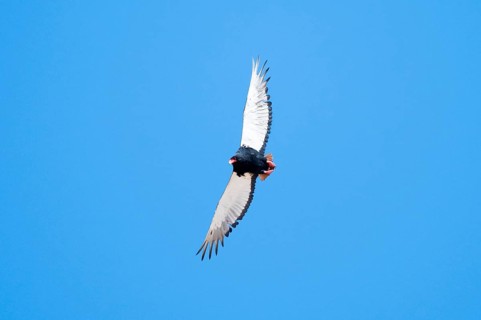 Bateleur (Terathopius ecaudatus), bird of prey flying, Etosha National Park, Namibia