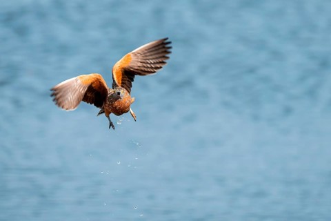 Burchell's sandgrouse (Pterocles burchelli) in flight, Savuti, Chobe Nationalpark, Botswana