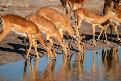 Impala (Aepyceros melampus) drinking at a waterhole, reflection, Savuti, Chobe National Park,