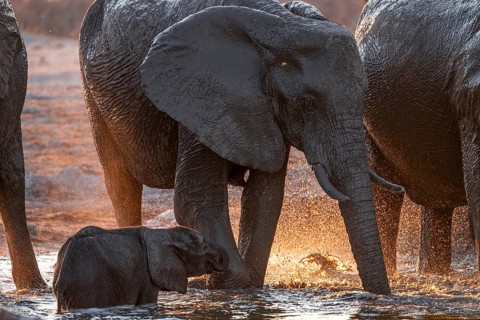 Herd of elephants, African elephant (Loxodonta africana) with young at the waterhole, sunset,
