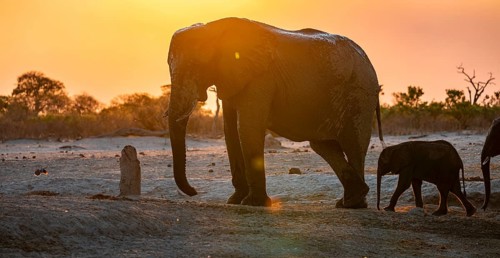 African elephant (Loxodonta africana) with young, sunset, Savuti, Chobe National Park, Botswana