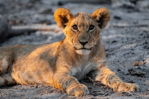 Cub, lion (Panthera leo) lying, Savuti, Chobe National Park, Botswana