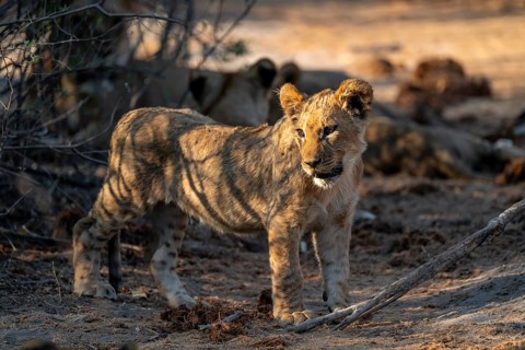 Cub, lion (Panthera leo), Savuti, Chobe National Park, Botswana