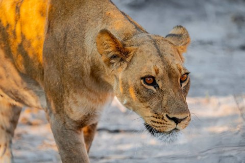 Lioness (Panthera leo), Savuti, Chobe National Park, Botswana