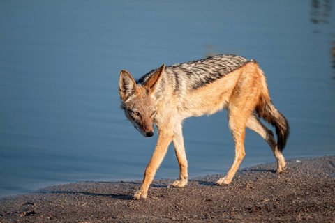 Black-backed jackal (Lupulella mesomelas) at a waterhole, Savuti, Chobe National Park, Botswana