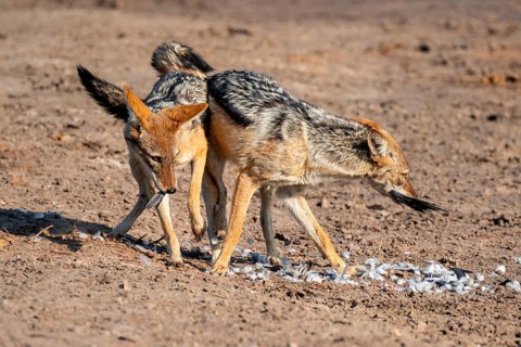 Two black-backed jackals (Lupulella mesomelas) hunting a pigeon, Savuti, Chobe National Park,