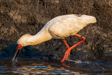 Red-faced spoonbill (Platalea alba) foraging, Ihaha, Chobe National Park, Botswana