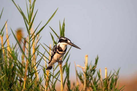 Grey Kingfisher (Ceryle rudis), on the Kavango River, Namibia
