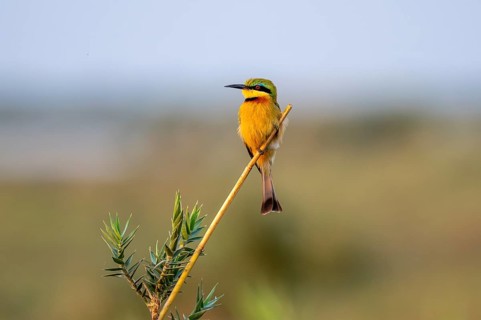 Dwarf spint (Merops pusillus), on the Kavango River, Namibia