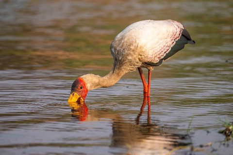 Glutton (Mycteria ibis) in the water foraging on the Chobe River, Ihaha, Chobe National Park,