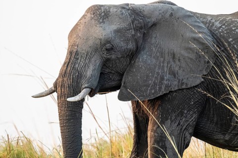 Animal portrait, African elephant (Loxodonta africana) feeding among grass, Ihaha, Chobe National