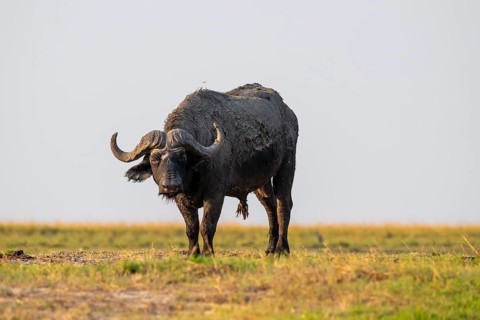 Single Cape buffalo (Syncerus caffer caffer) grazing, Ihaha, Chobe National Park, Botswana
