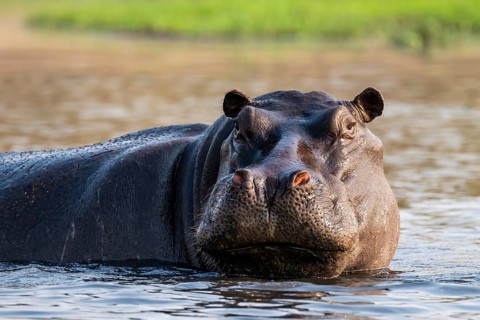 Hippopotamus (Hippopatamus amphibius) in the water, Chobe River, Ihaha, Chobe National Park,
