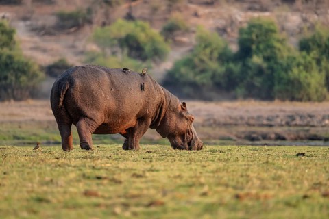 Hippopotamus (Hippopatamus amphibius) grazing, Chobe River, Ihaha, Chobe National Park, Botswana