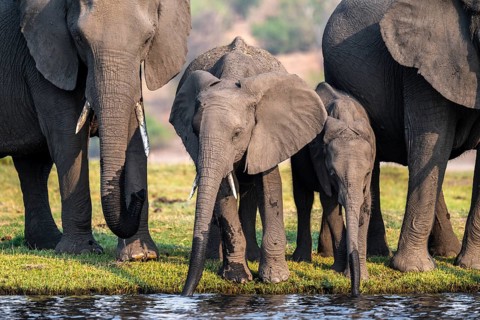 Herd of animals with young, African elephant (Loxodonta africana) drinking at the Chobe River,