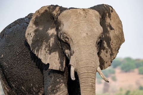 Detail, Animal portrait, African elephant (Loxodonta africana), Ihaha, Chobe National Park,