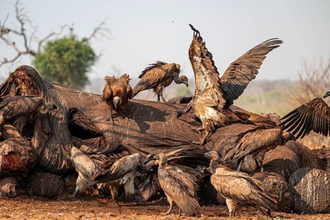 Many white-backed vultures (Gyps africanus), vultures feeding on the carcass of an elephant,
