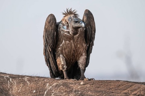 White-backed vulture (Gyps africanus), vulture feeding on the carcass of an elephant, Ihaha, Chobe