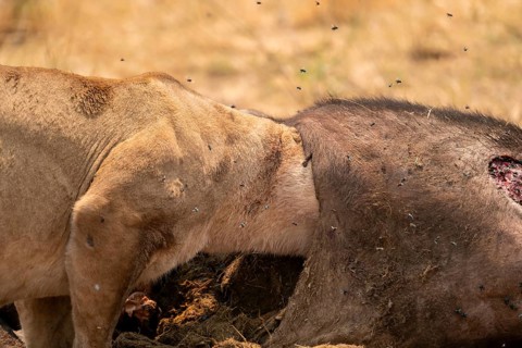 Funny, Kill, Lion (Panthera Leo) eats buffalo, Xakanaxa, Moremi Game Reserve, Botswana