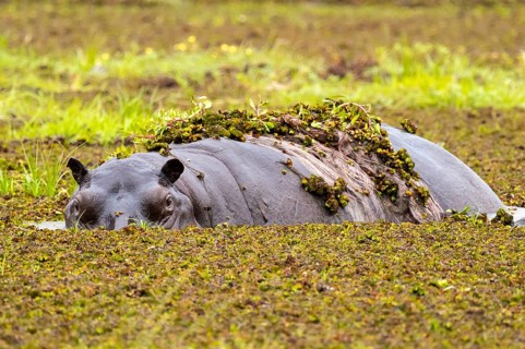Hippopotamus (Hippopatamus amphibius) hiding in the swamp, Xakanaxa, Okavango Delta, Moremi Game