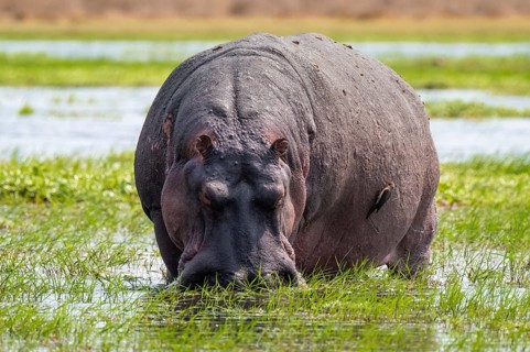 Hippopotamus (Hippopatamus amphibius) grazing, Xakanaxa, Okavango Delta, Moremi Game Reserve,