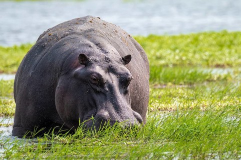 Greater hippopotamus (Hippopatamus amphibius), Xakanaxa, Okavango Delta, Moremi Game Reserve,