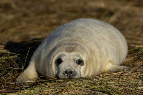 Grey seal (Halichoerus grypus) juvenile baby pup animal resting on a sand dune by a beach in