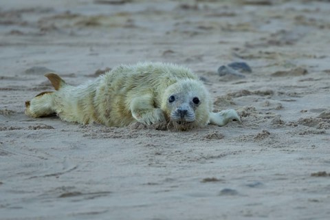 Grey seal (Halichoerus grypus) juvenile baby pup animal resting on a sandy beach in winter,