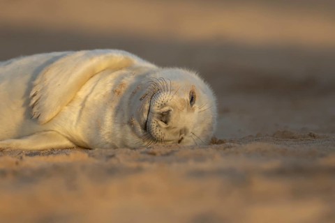 Grey seal (Halichoerus grypus) juvenile baby pup animal sleeping on a sand dune on a beach in