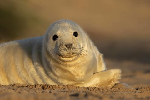 Grey seal (Halichoerus grypus) juvenile baby pup animal resting in a sand dune by a beach in