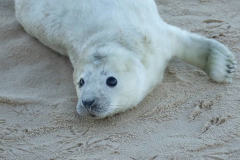 Grey seal (Halichoerus grypus) juvenile baby pup animal resting on a sandy beach in winter,