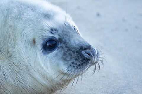 Grey seal (Halichoerus grypus) juvenile baby pup animal head portrait in winter, England, United