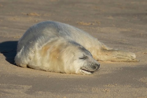 Grey seal (Halichoerus grypus) juvenile baby pup animal sleeping on a sandy beach in winter,