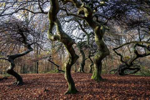 Süntelbuchen (Fagus sylvatica), cripple beeches, Hexenwald, Semper Forest Park, near Lietzow,
