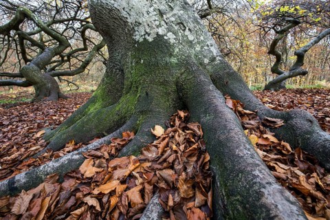 Süntelbuchen (Fagus sylvatica), cripple beeches, Hexenwald, Semper Forest Park, near Lietzow,