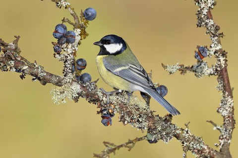 Great tit (Parus major), sitting on a branch in a blackthorn bush, (Prunus spinosa), sloes, with