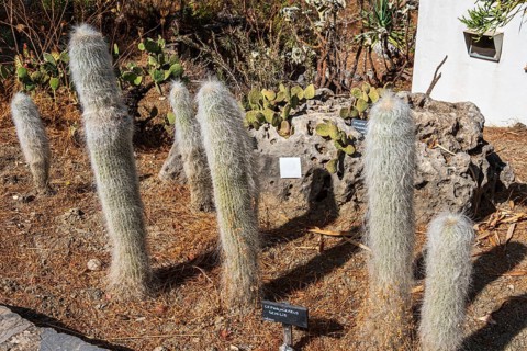 Cactus y Otras Suculentas 'Mora i Bravard', Botanical Garden, Botanic garden, cactus collection,