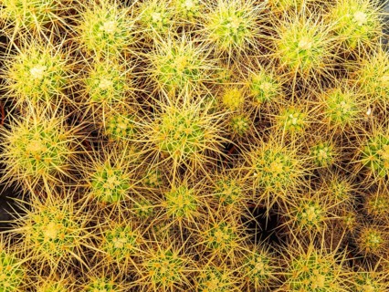 Cultivation of cacti, botanical garden, Cactus y Otras Suculentas 'Mora i Bravard', village